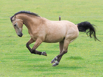 bucking horse at grass