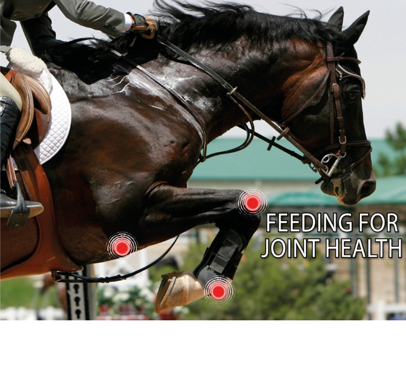 Equine Science Matters™ - Feeding for Joint Health