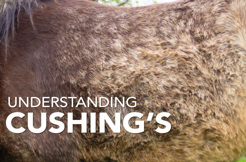 Understanding Cushing's in Horses - Equine Science Matters™