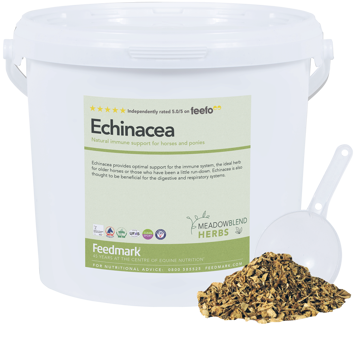 Picture of Echinacea