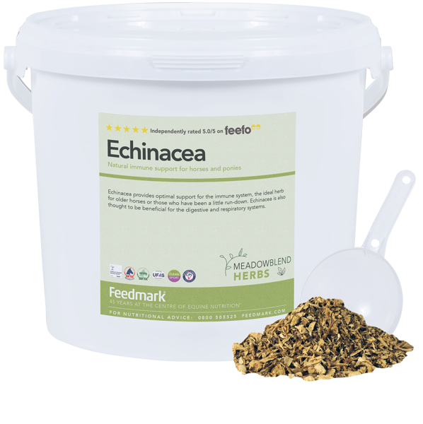 Picture of Echinacea