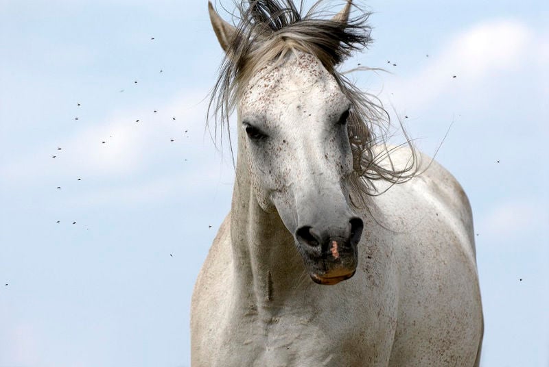 Protect Your Horse Against Flies and Insects