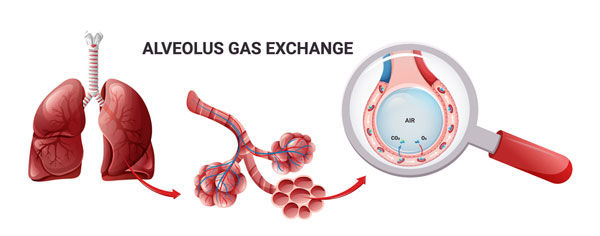 alveolus gas exchange diagram