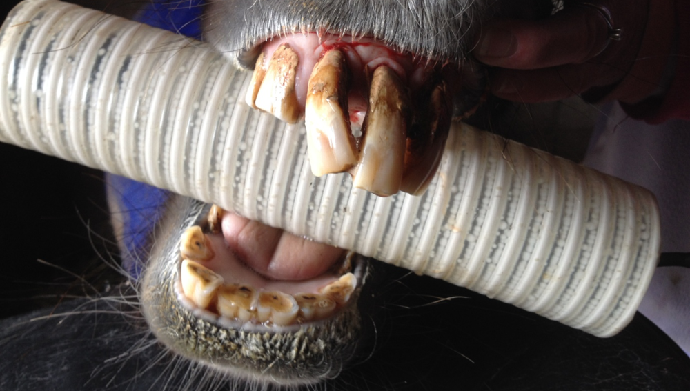 Diastema Putty - Horse Dental Equipment