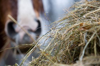 horse and hay