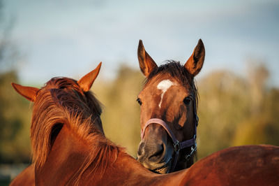 two horses grooming each other