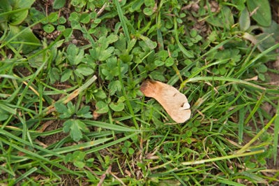 sycamore seed